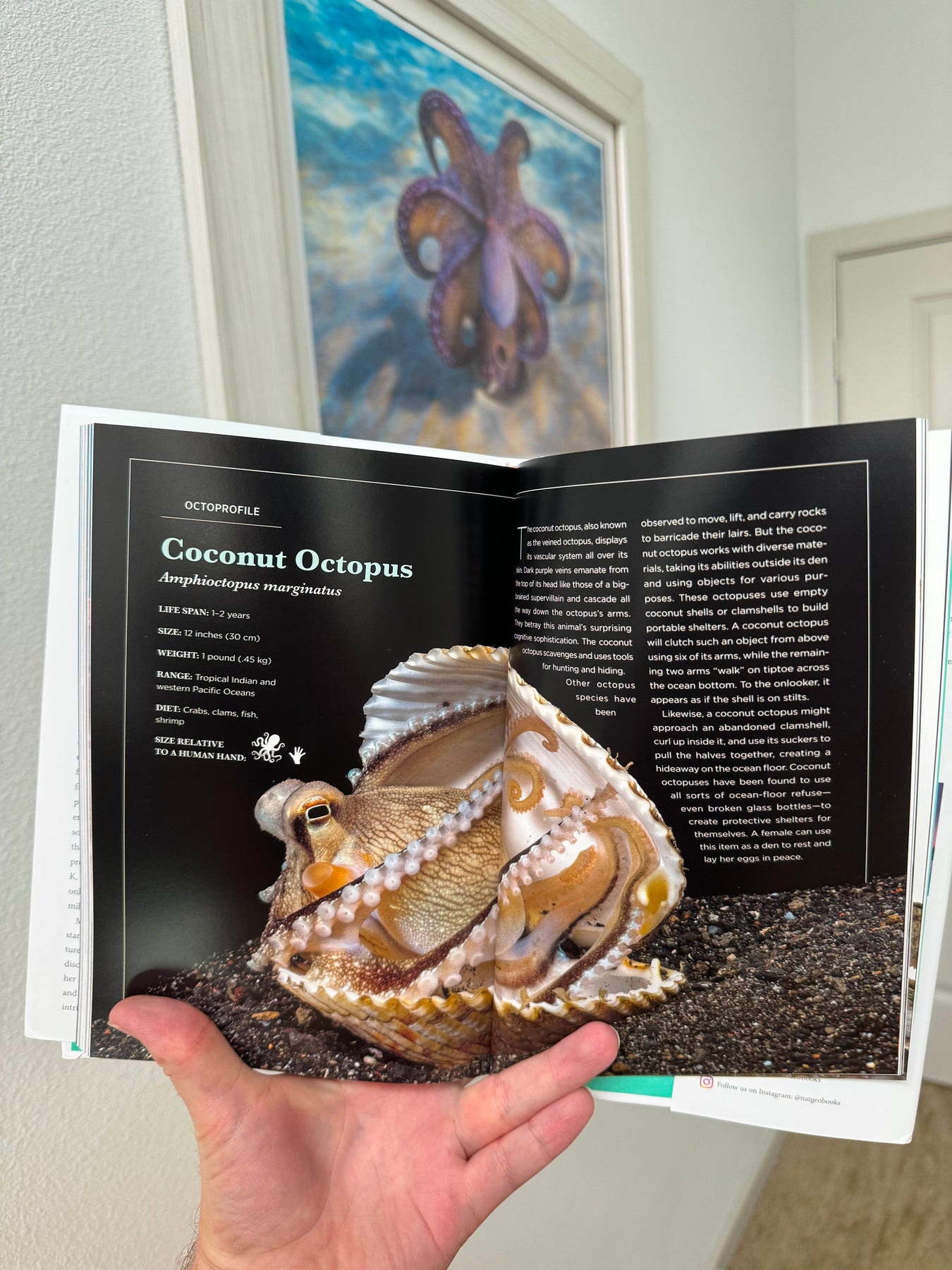Secrets of the Octopus Hardcover Book OctoNation